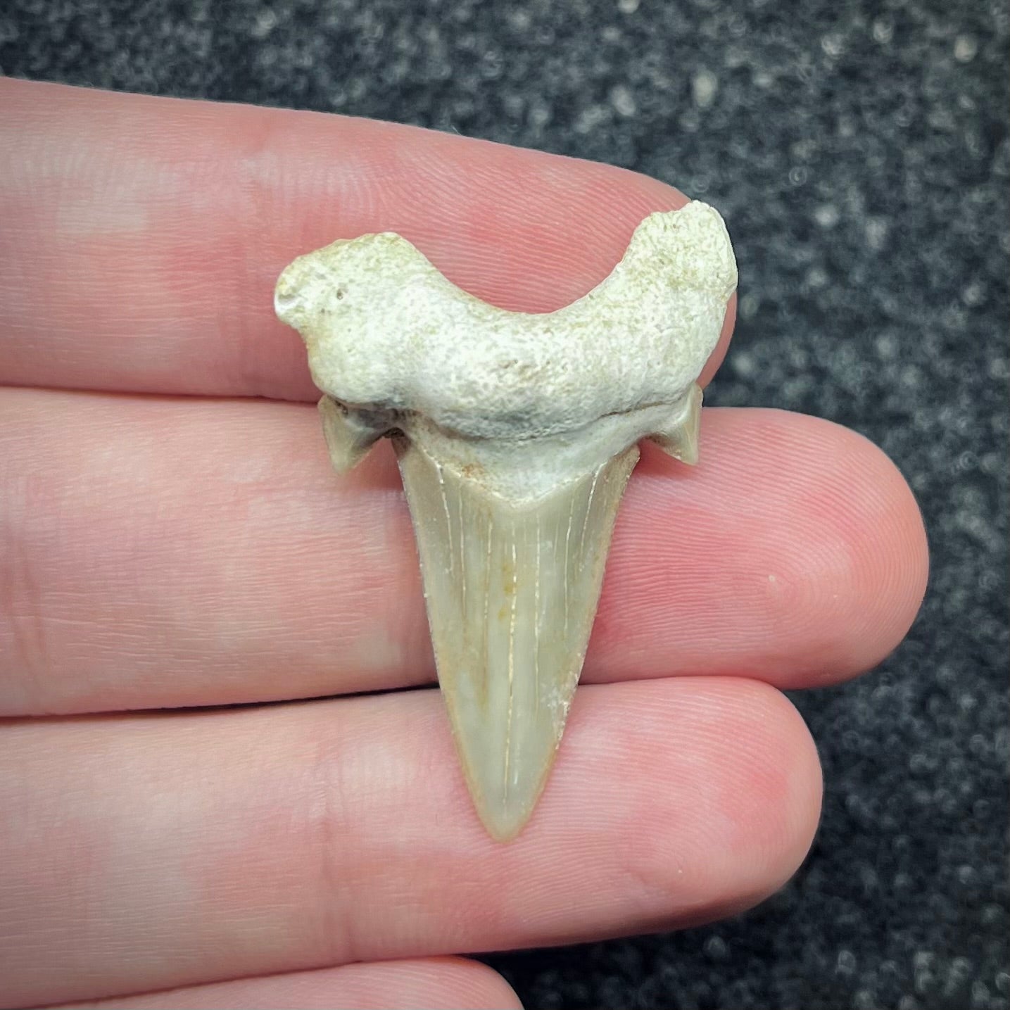 F2750 | Squalo | Otodus obliquus