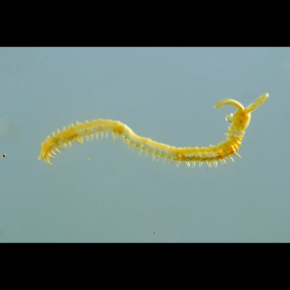 F2433 | Ambra con inclusione | Geophilidae indet.