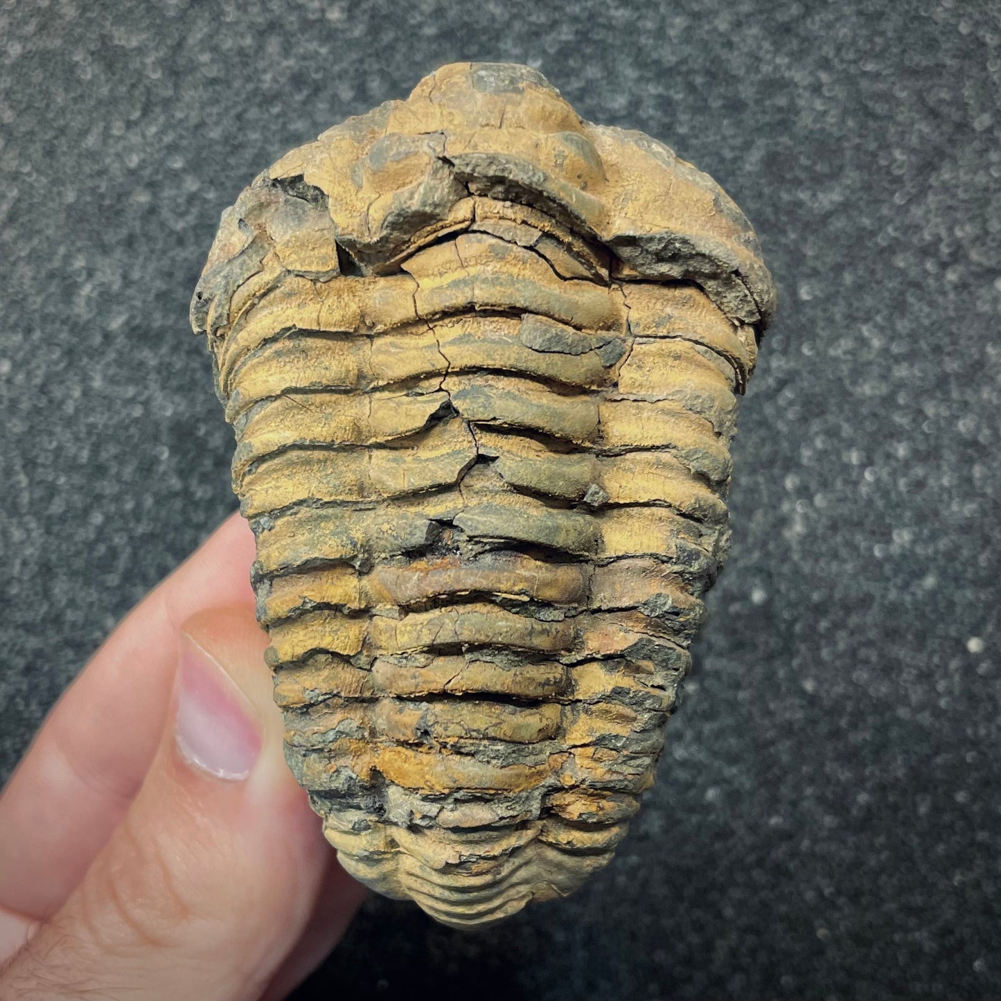 F2623 | Trilobite | Flexicalymene sp.