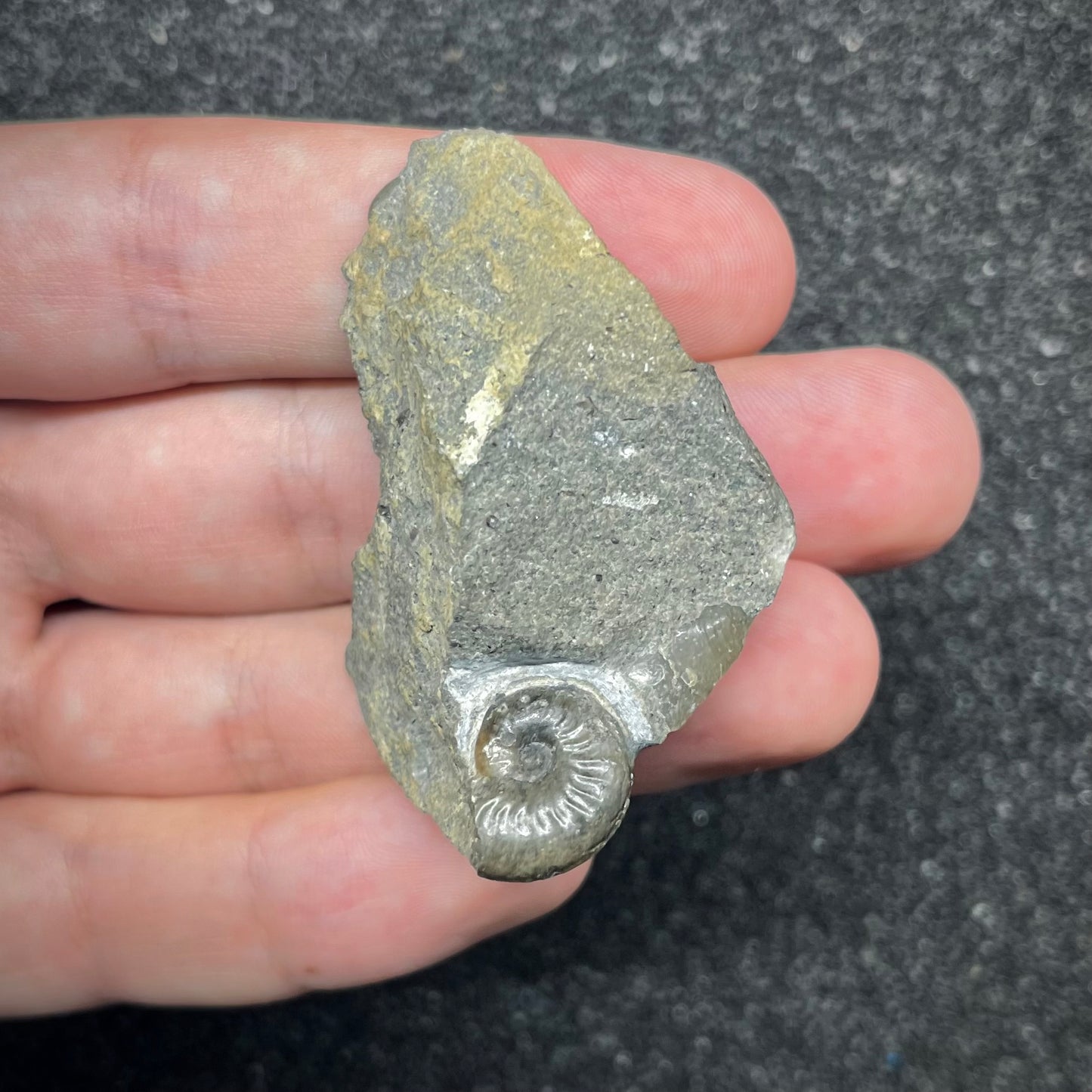 F2898 | Ammonite | Graphoceras sp.