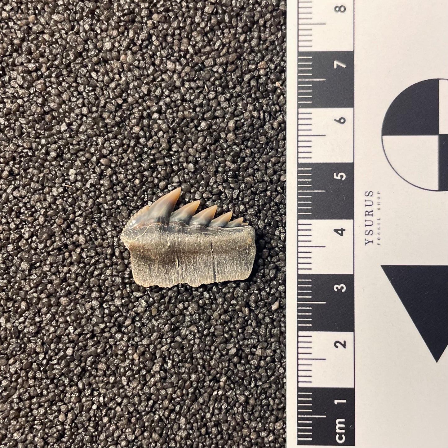 F2310 | RARO | Squalo | Notorynchus kempi