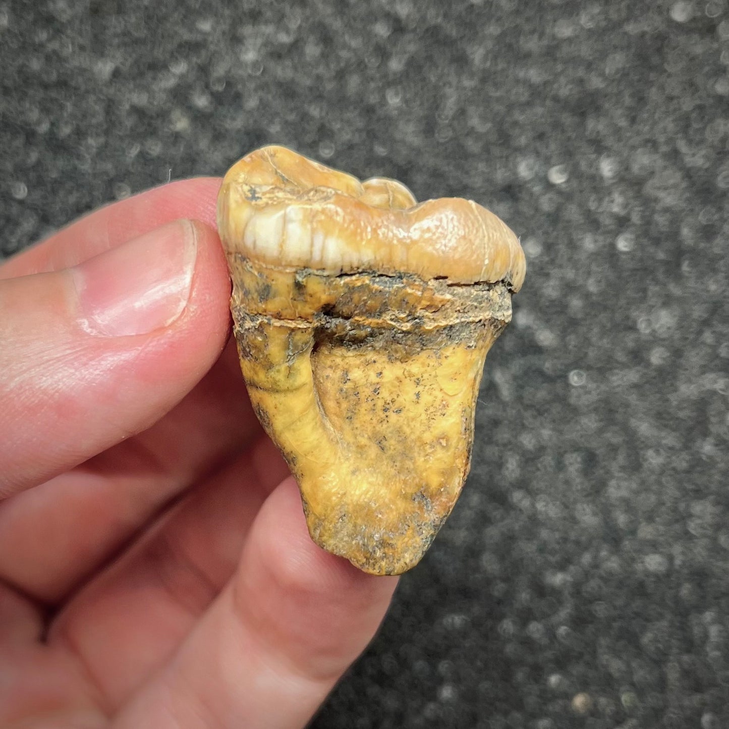 F2998 | Orso | Ursus spelaeus