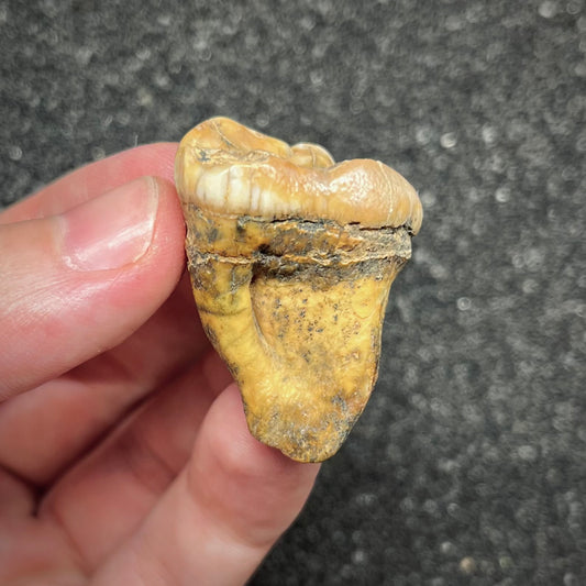 F2998 | Orso | Ursus spelaeus