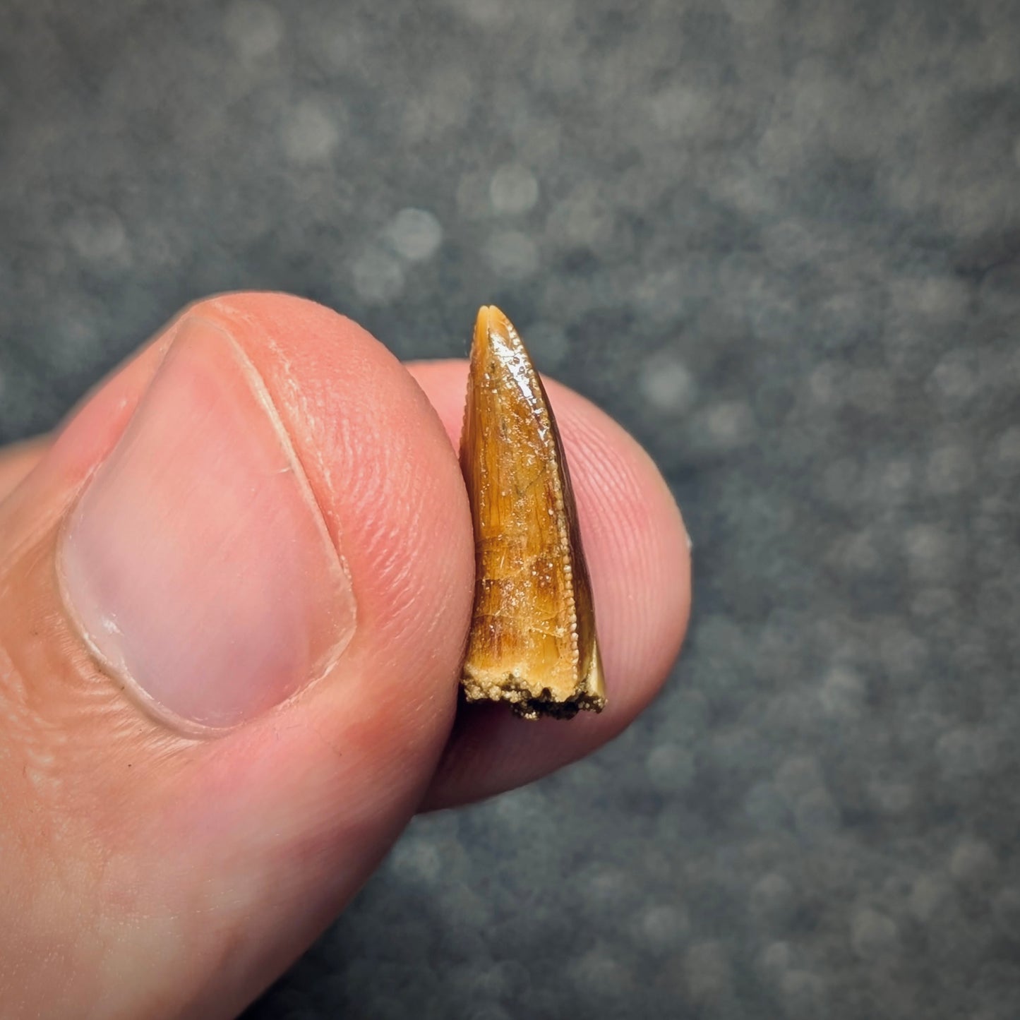 F2790 | Dinosauro | Abelisauridae indet.