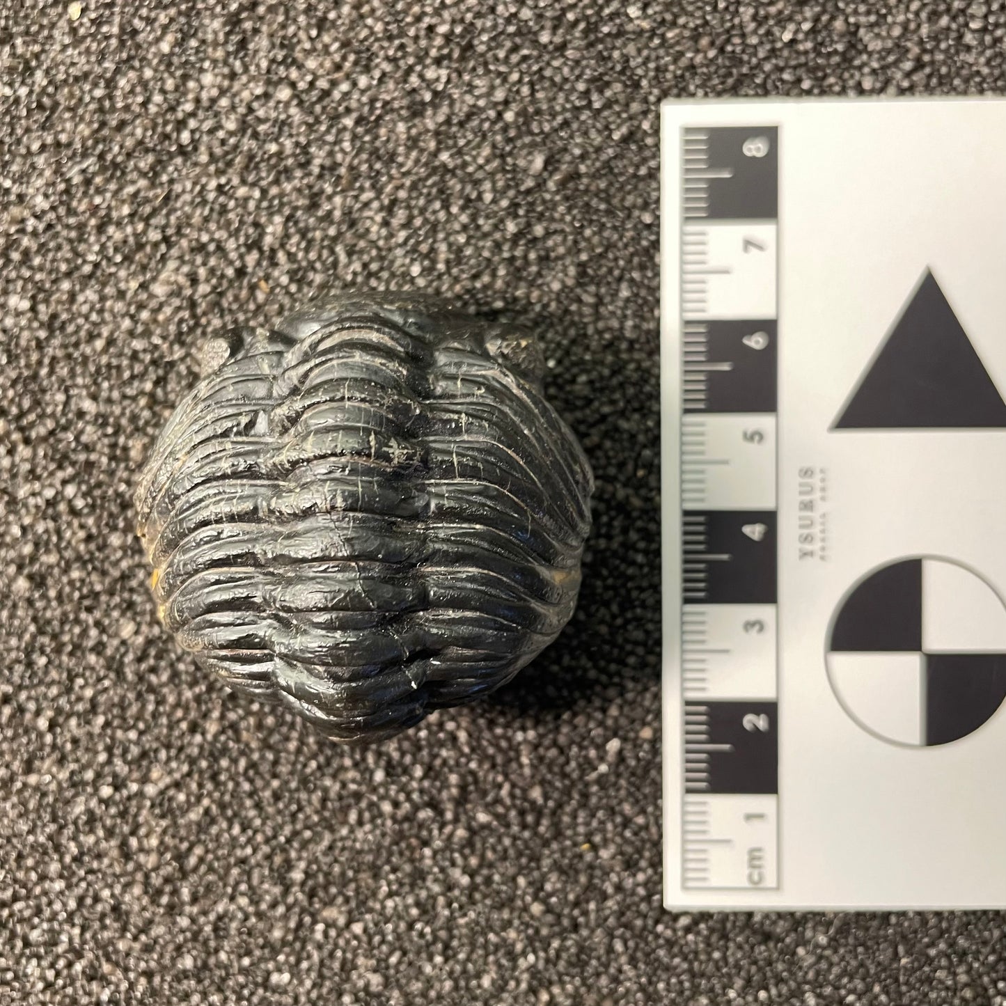 F2604 | Trilobite | Phacopidae indet.