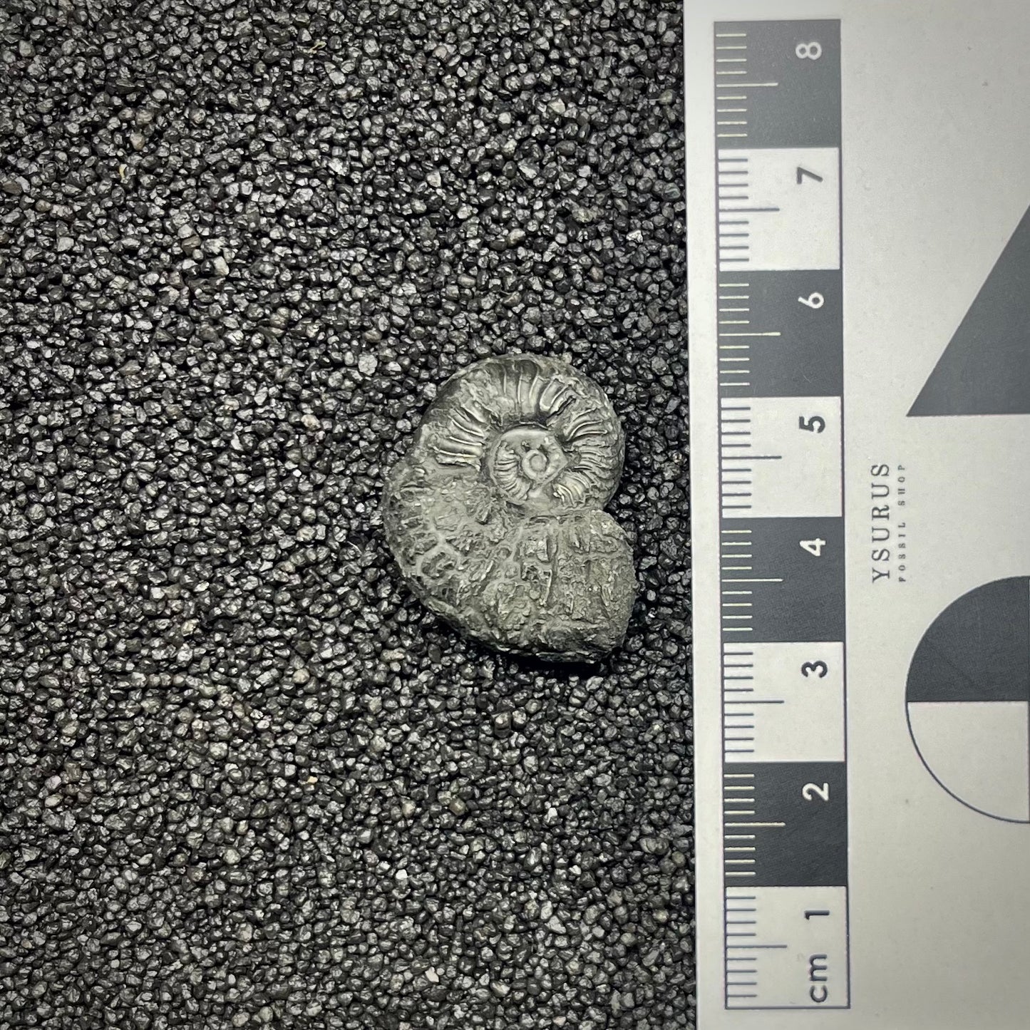 F2899 | Ammonite | Pleydellia sp.
