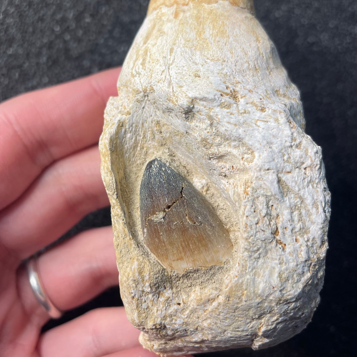 F2209 | Mosasauro | Prognathodon sp.