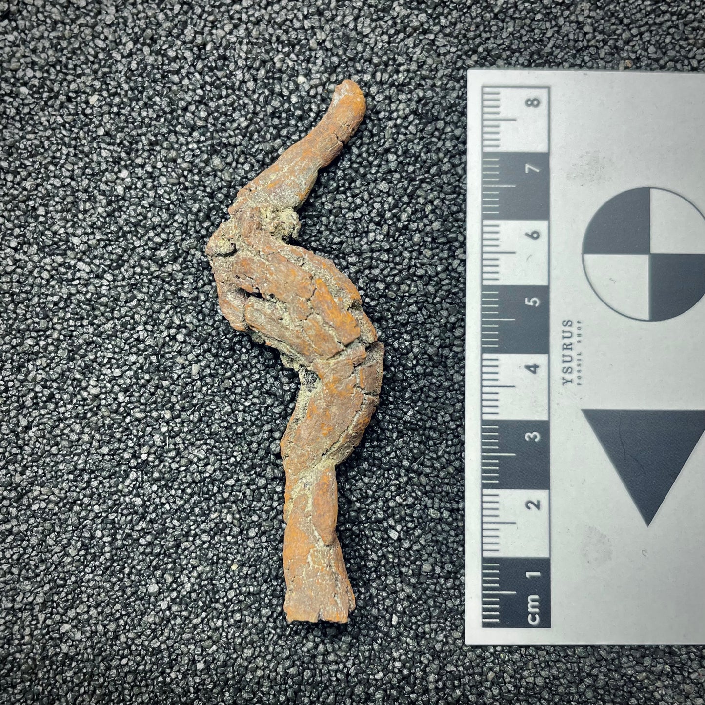 F2766 | Coprolite - Cololite | Testuggine