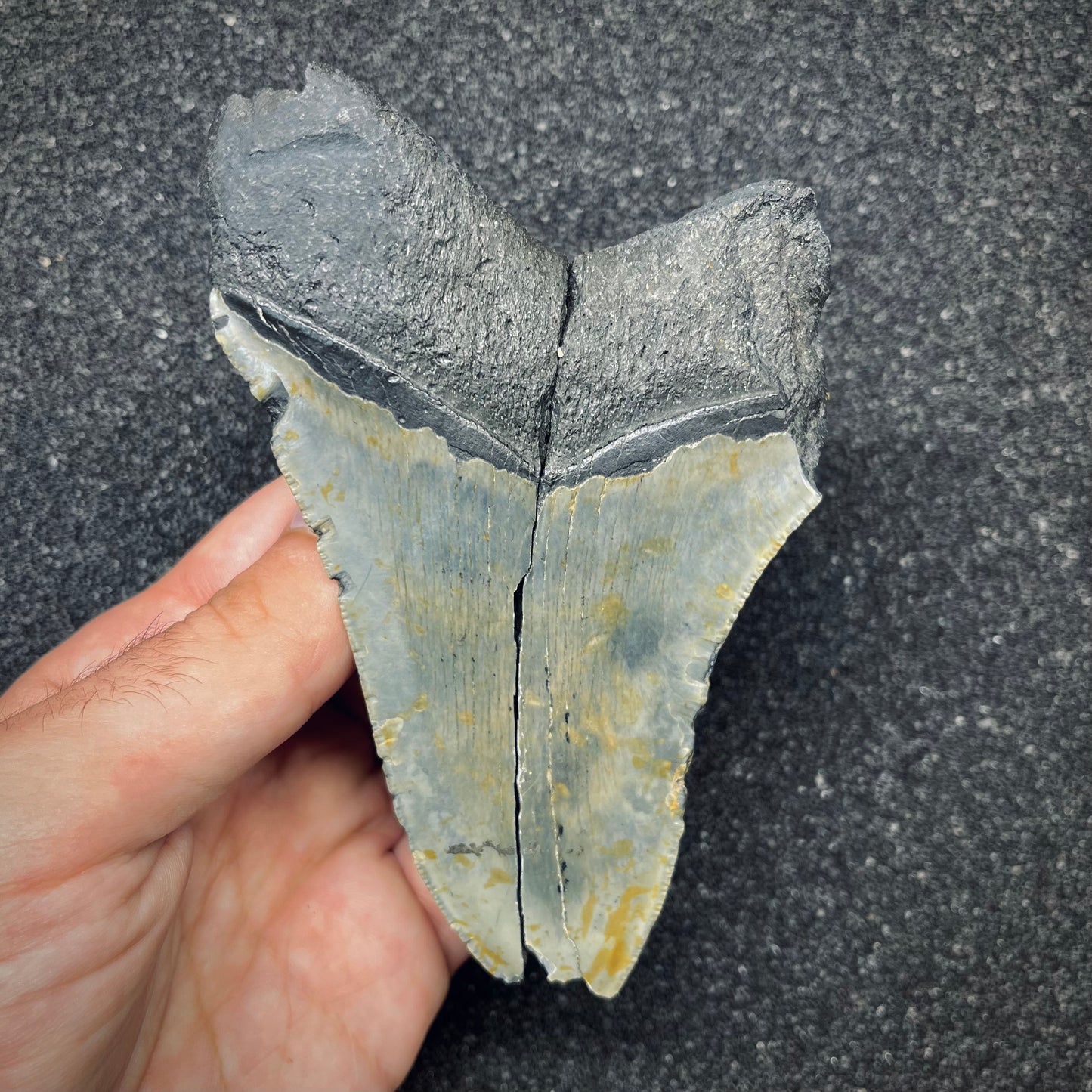 F2770 | Squalo | Otodus megalodon