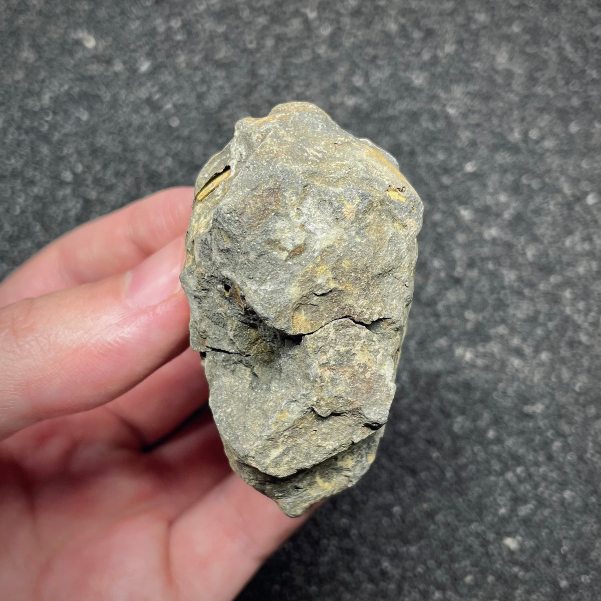 F3012 | Trilobite | Flexicalymene sp.