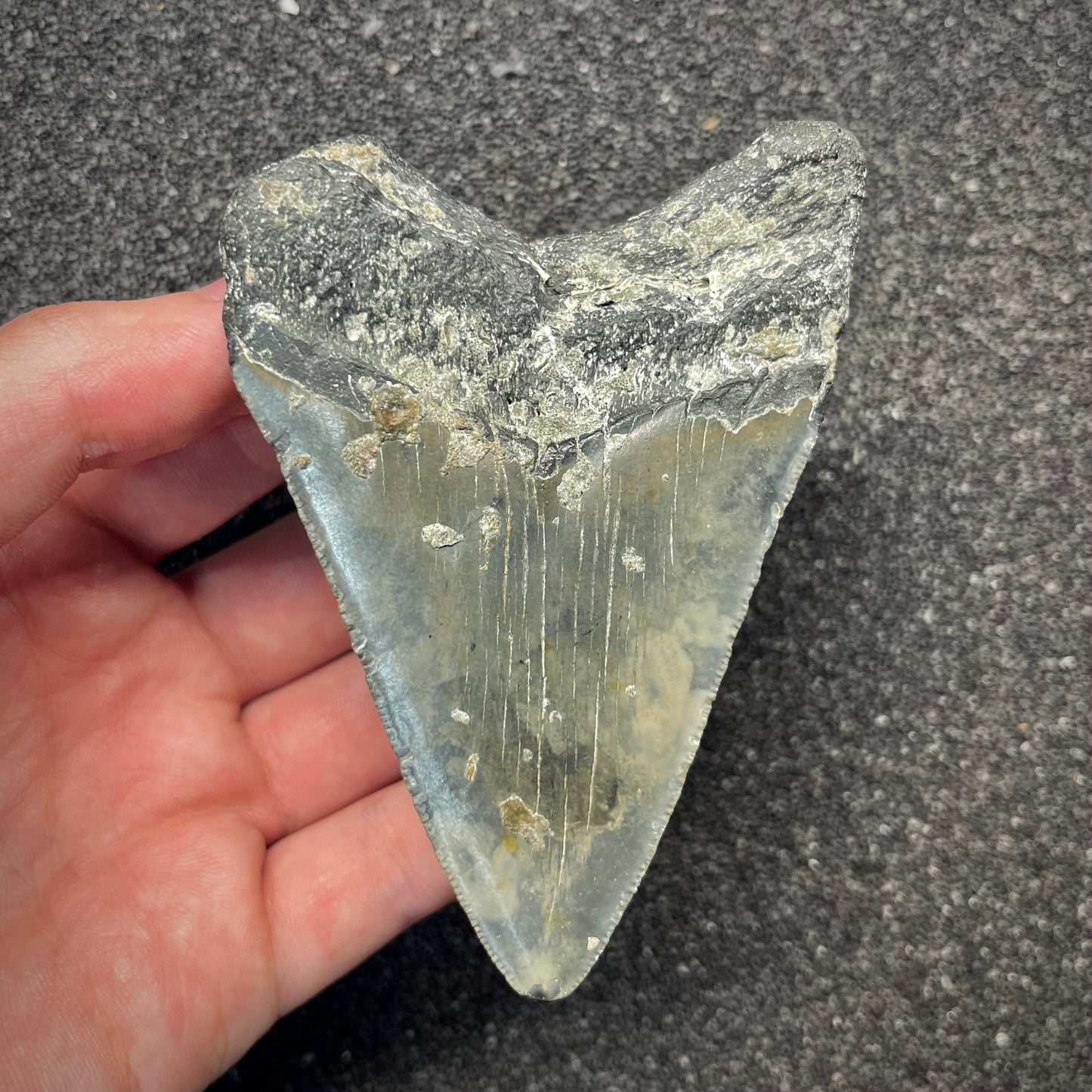 F2923 | Squalo | Otodus megalodon
