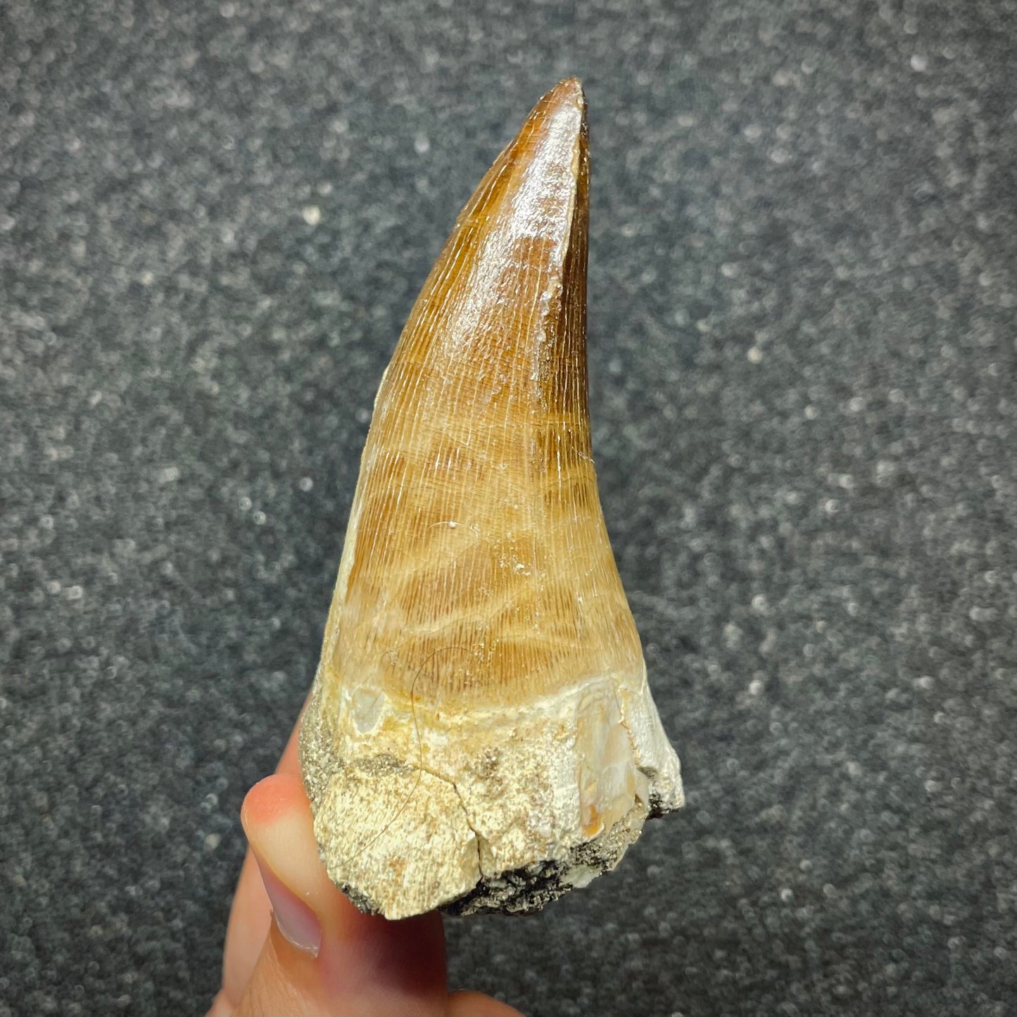 F2692 | Mosasauro | Prognathodon sp.