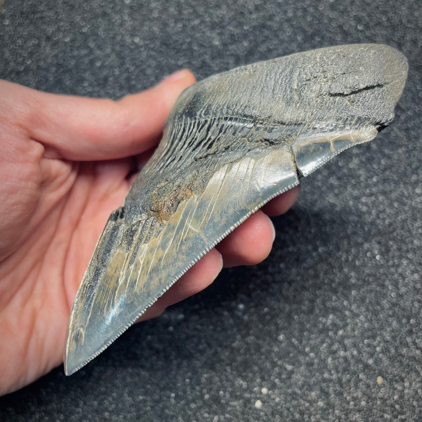 F2629 | Squalo | Otodus megalodon