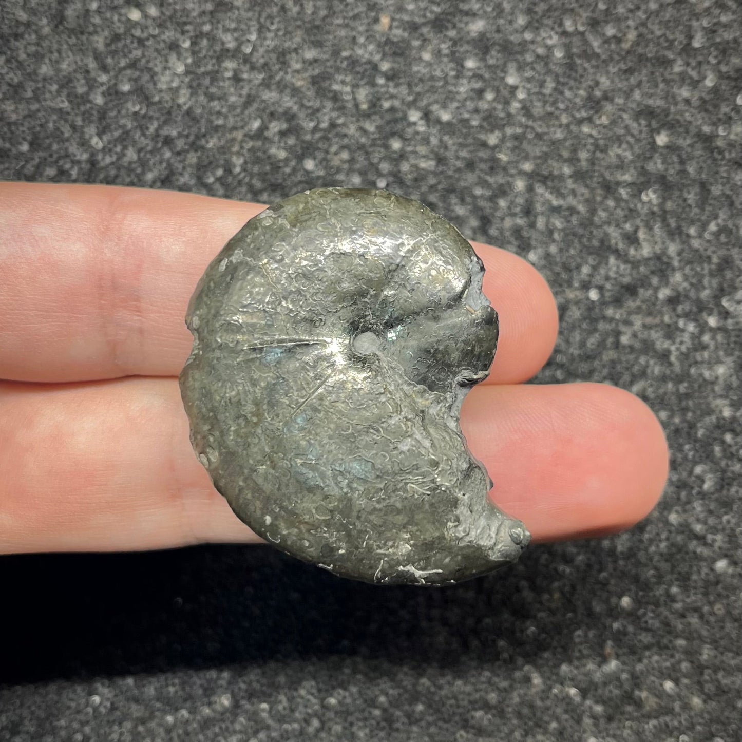 F2895 | Ammonite | Phylloceras sp.
