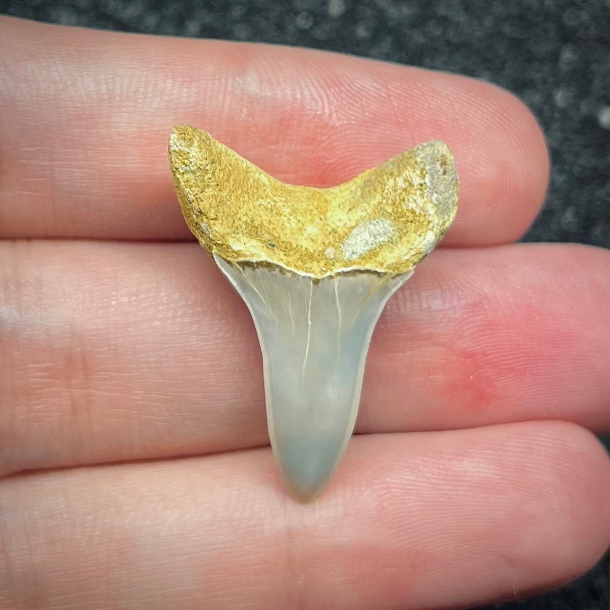 F2743 | Squalo | Carcharodon planus