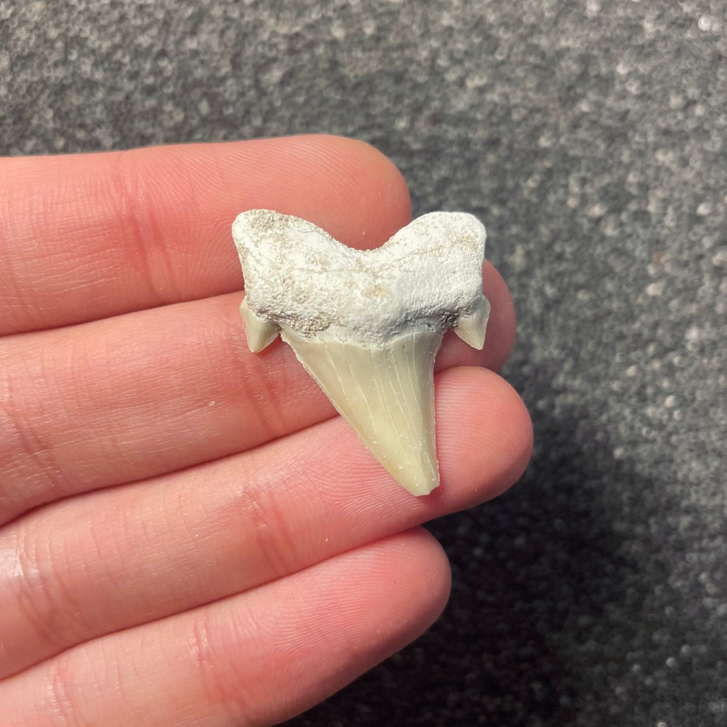 F2216 | Squalo | Otodus obliquus