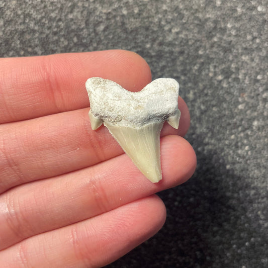 F2216 | Squalo | Otodus obliquus