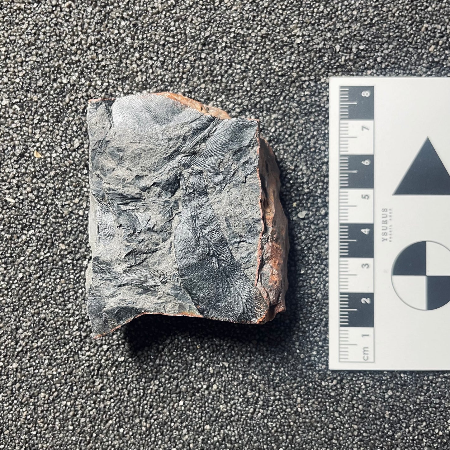 F2483 | Pianta | Macroneuropteris scheuchzeri