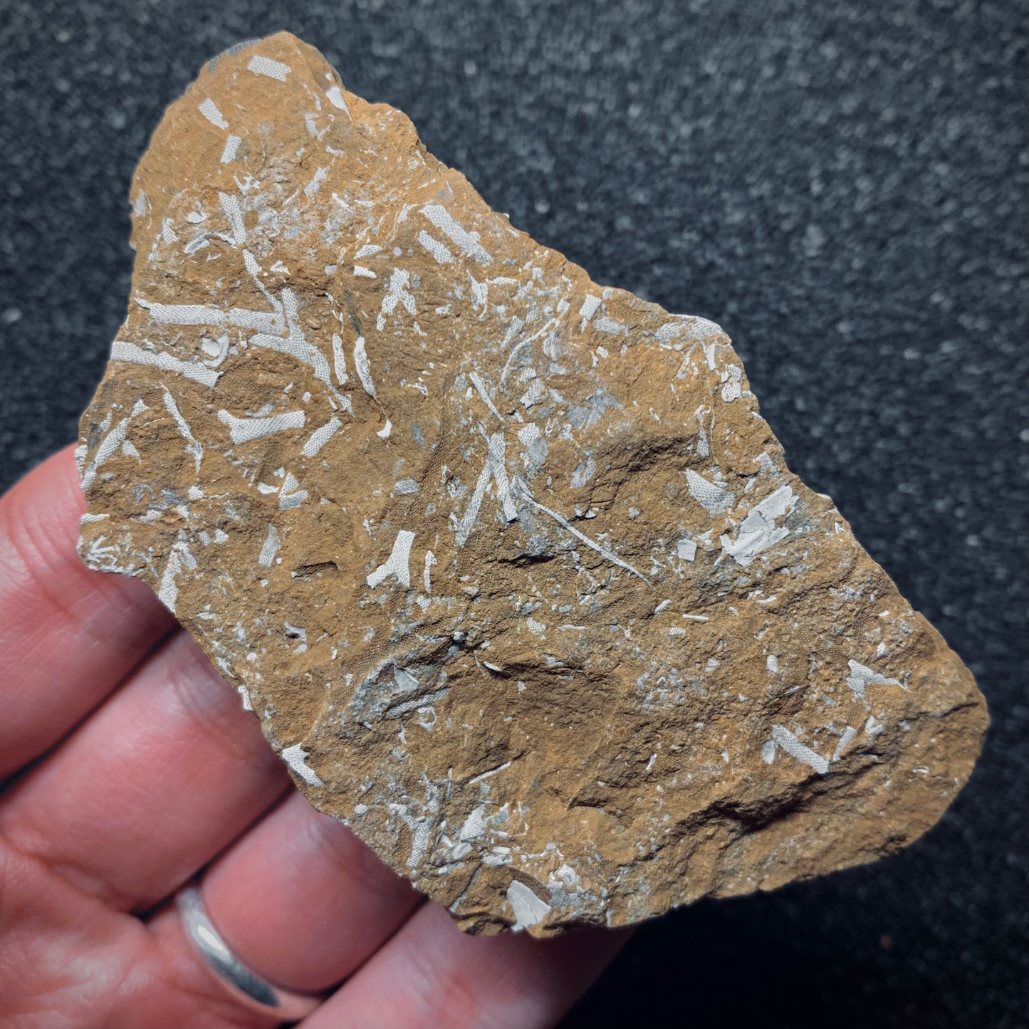 F697 | Briozoi | Chasmatopora furcata