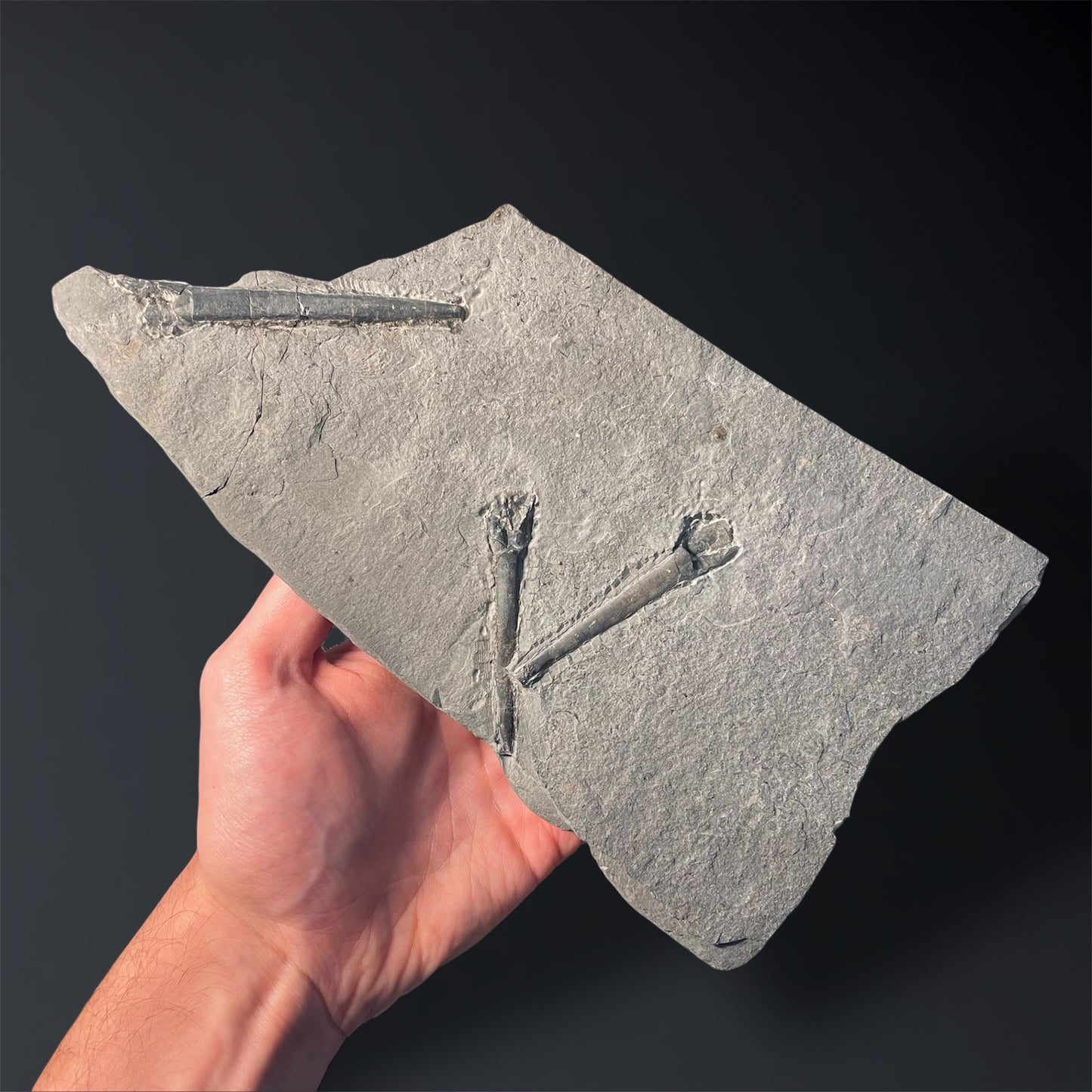 F2401 | Belemnite | Belemnoidea indet.