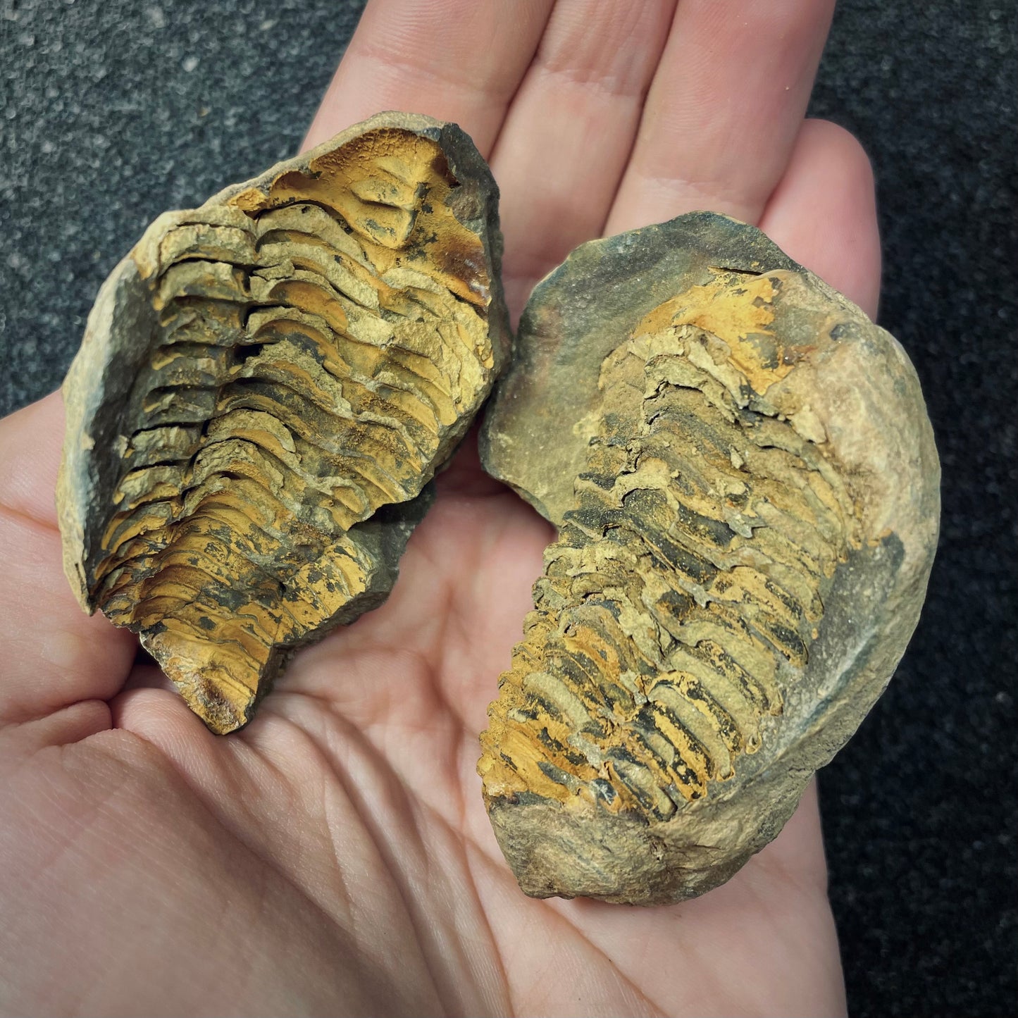 F2625 | Trilobite | Flexicalymene sp.