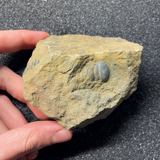 FNP23 | Fossile da preparare | Trilobite | Crotalocephalina gibbus