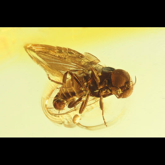 F2836 | Ambra con inclusione | Simuliidae indet.