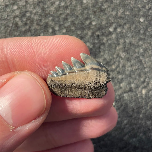 F2353 | Squalo | Notorynchus primigenius