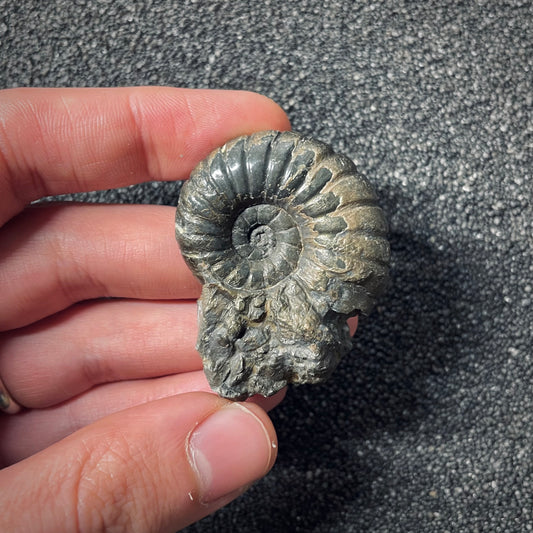 F2555 | Ammonite | Pachylytoceras hircinum