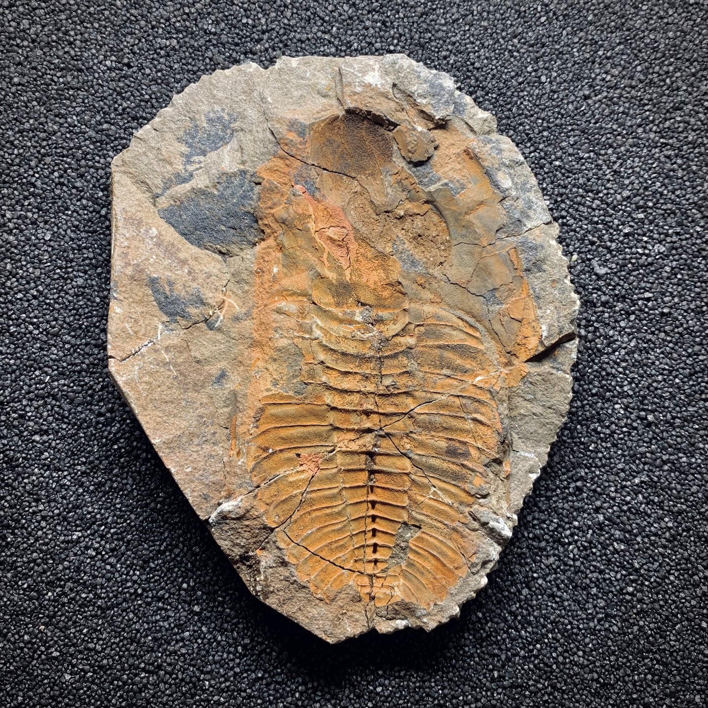 F971 | Trilobite | Cambropallas telesto