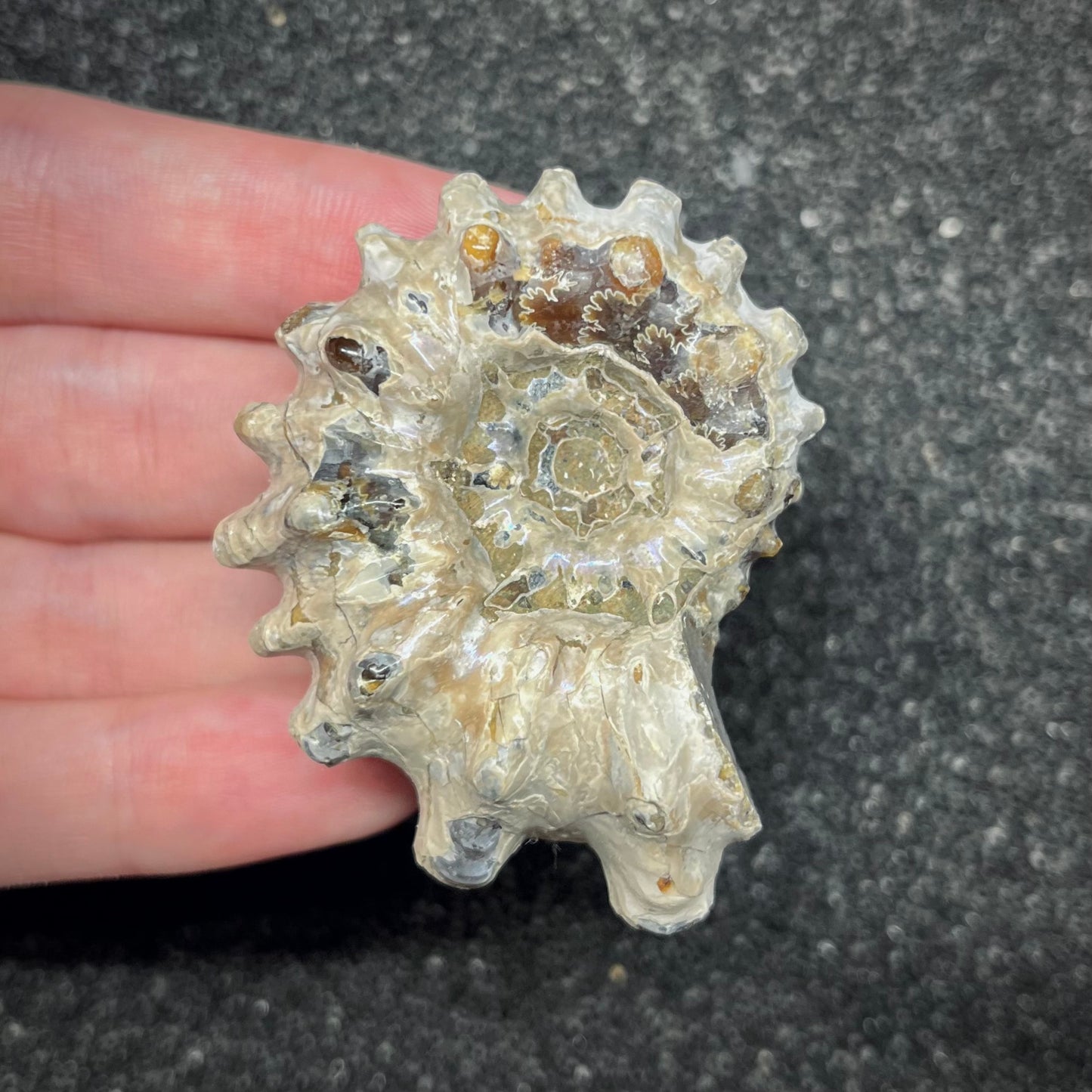 F2966 | Ammonite | Douvilleiceras sp.