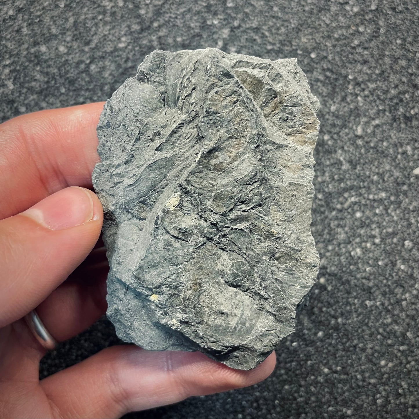 F2681 | Ittiosauro | Ichthyosauria indet.