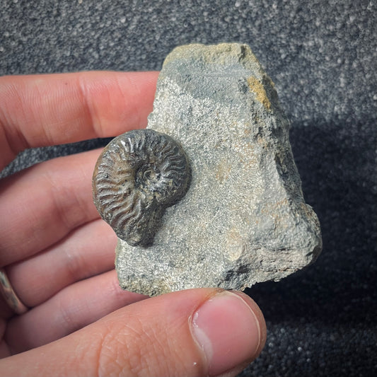 F2573 | Ammonite | Graphoceratidae indet.