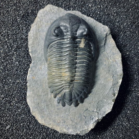 F511 | Trilobite | Hollardops sp.