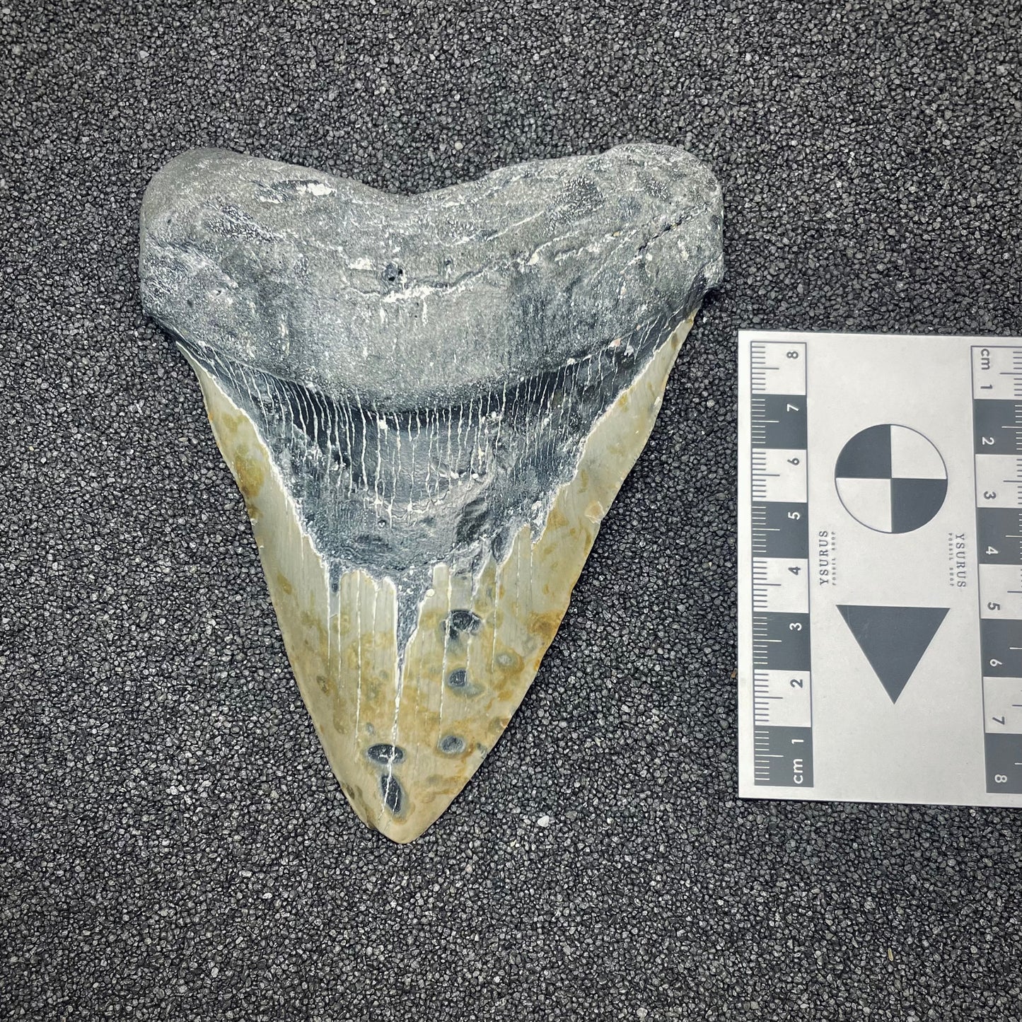 F2627 | Squalo | Otodus megalodon