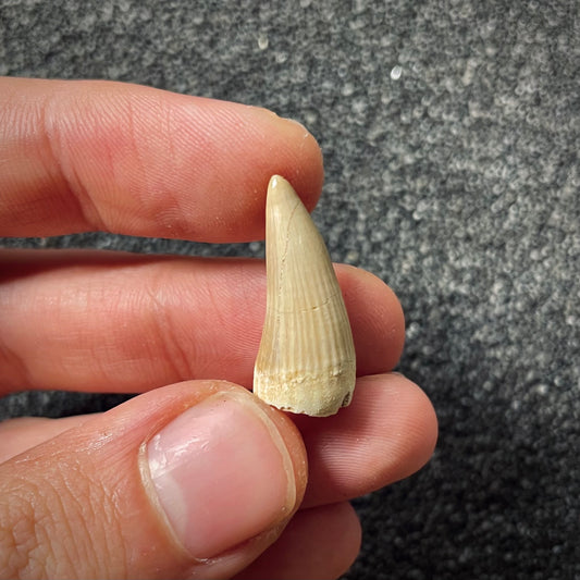 F1994 | Mosasauro | Gavialimimus almaghribensis