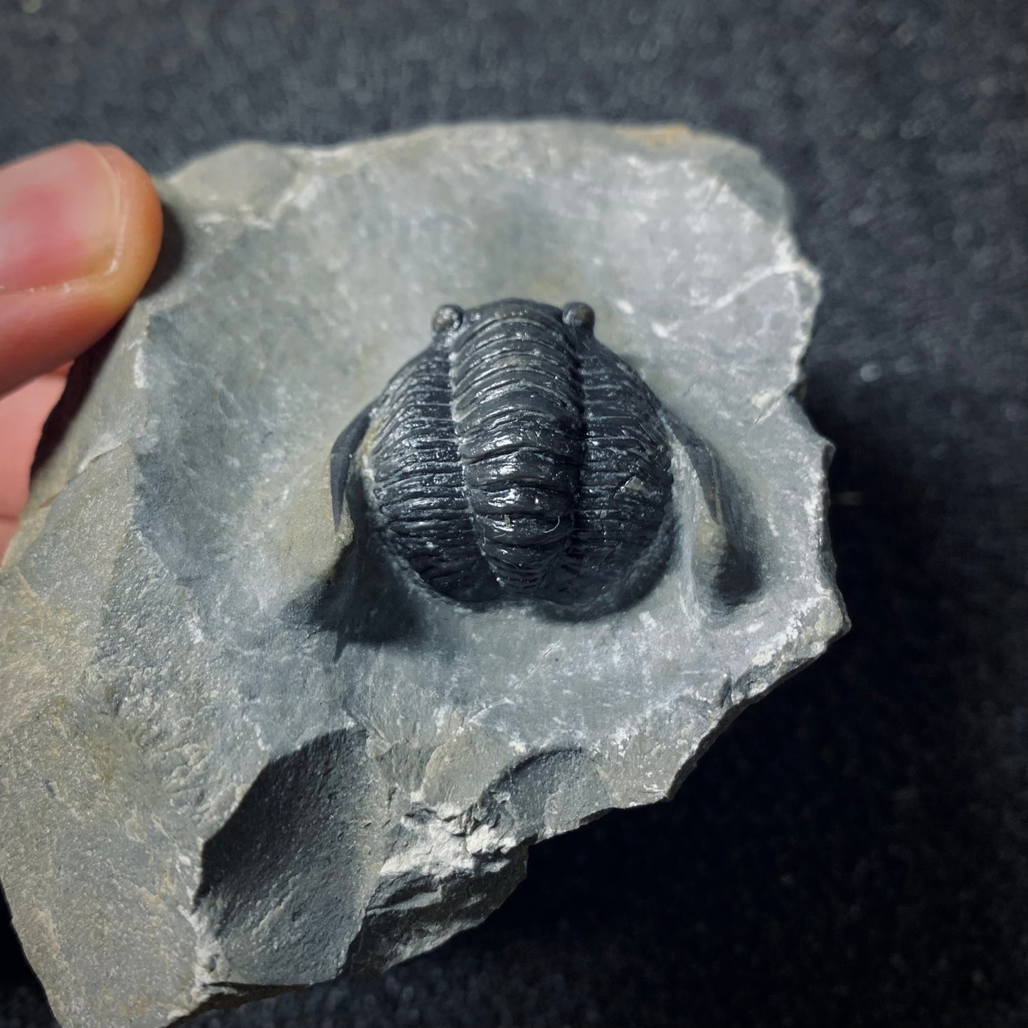 F505 | Trilobite | Diademaproetus antatlasius
