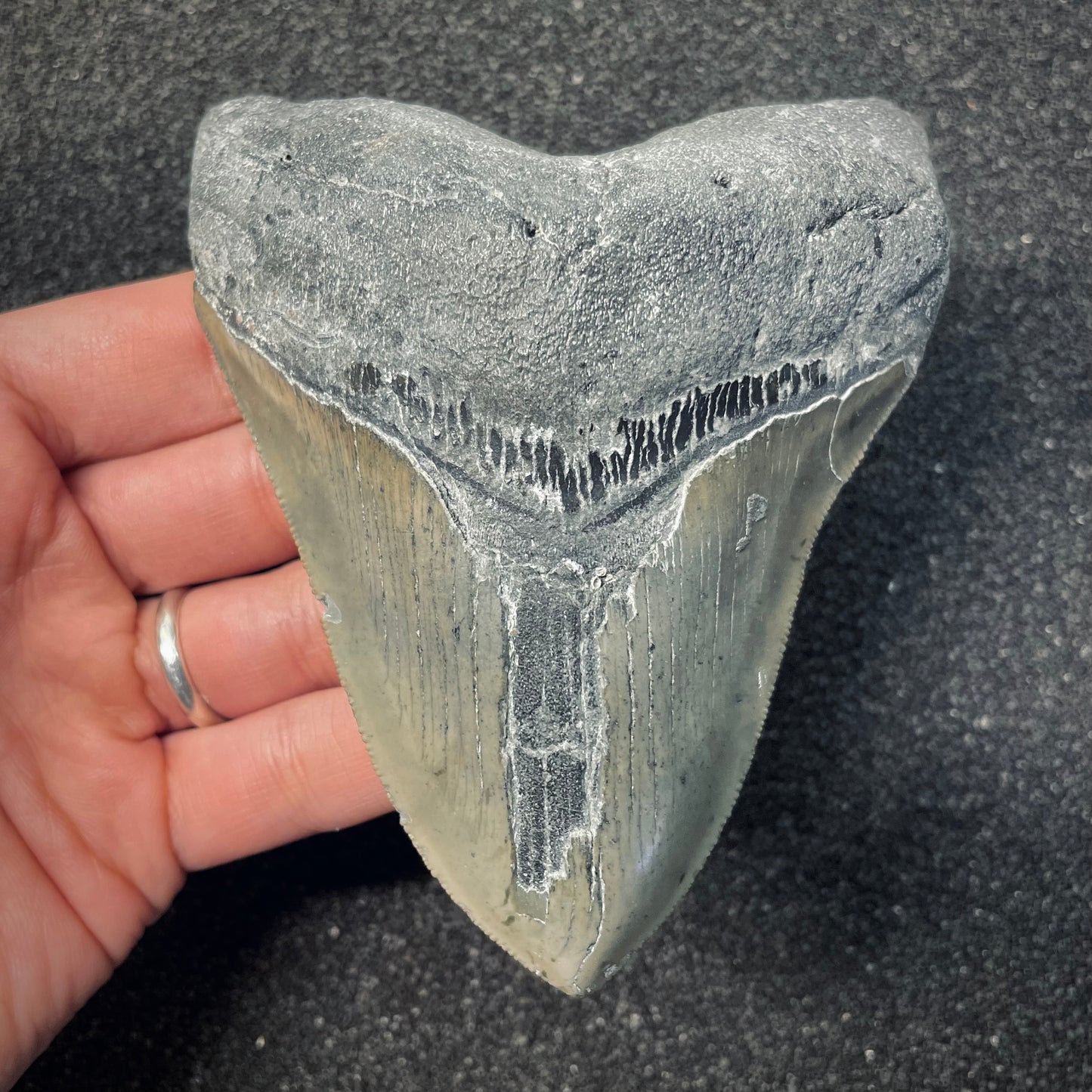 F2581 | Squalo | Otodus megalodon
