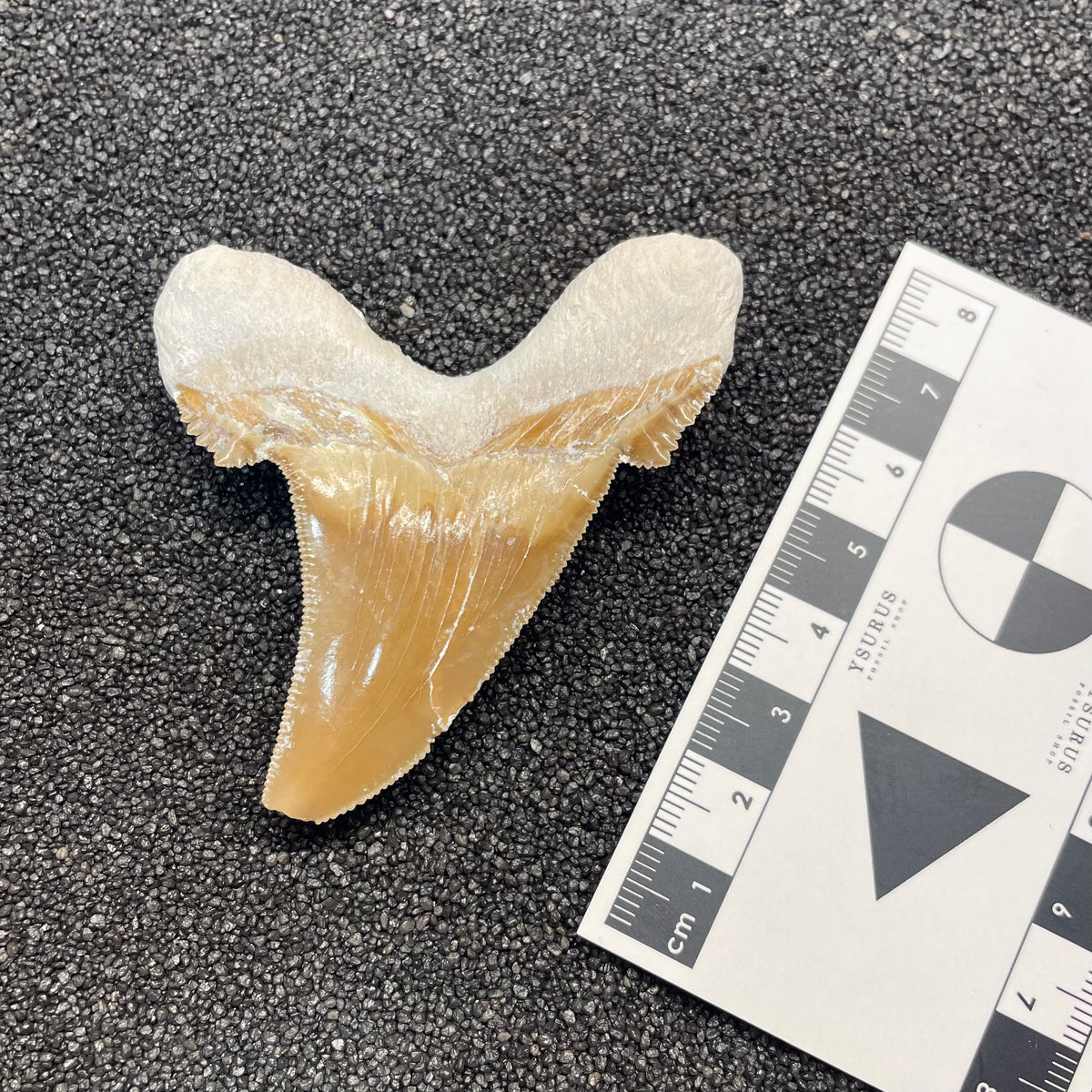 F3081 | Squalo | Otodus sokolovi