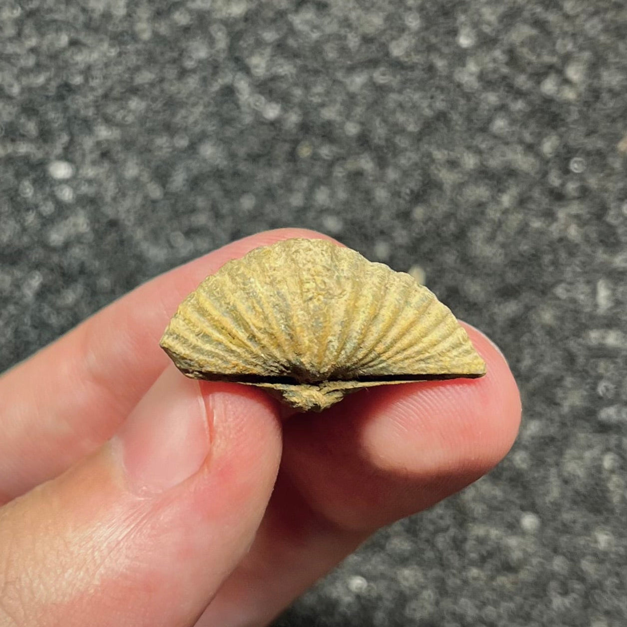 F2946 | Brachiopode | Brachiopoda indet.