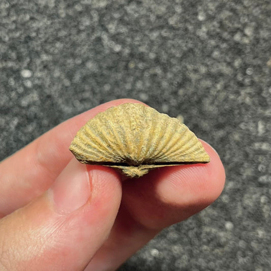 F2946 | Brachiopode | Brachiopoda indet.