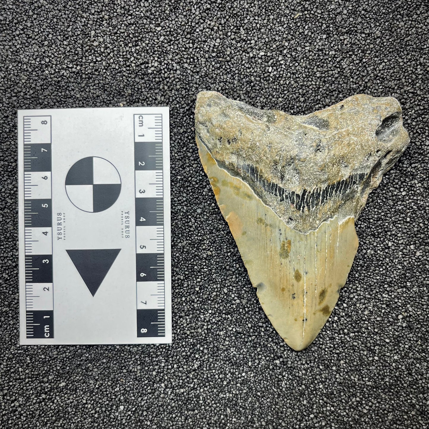 F2920 | Squalo | Otodus megalodon