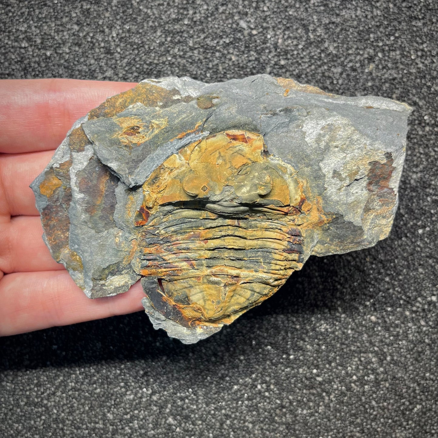 F2939 | Trilobite | Isabelinia glabrata