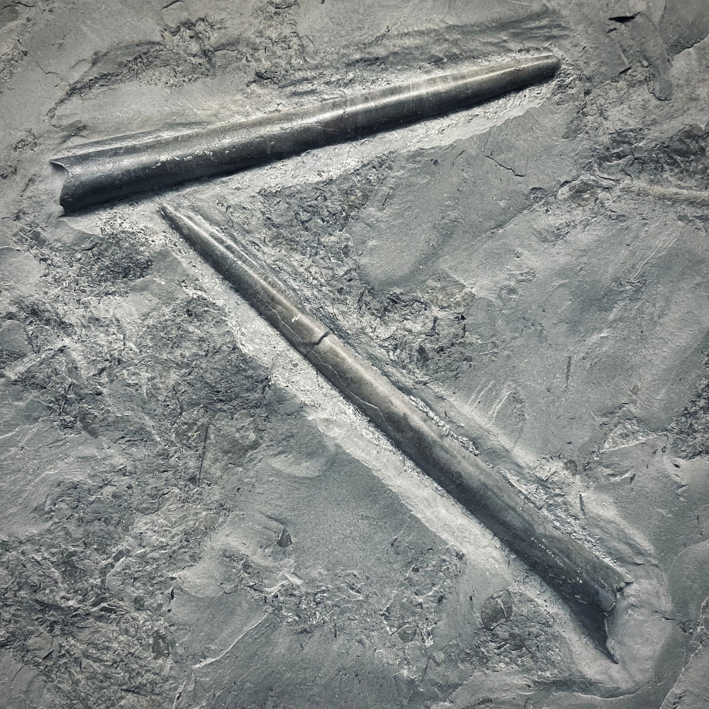 F2806 | Belemnite | Belemnoidea indet.