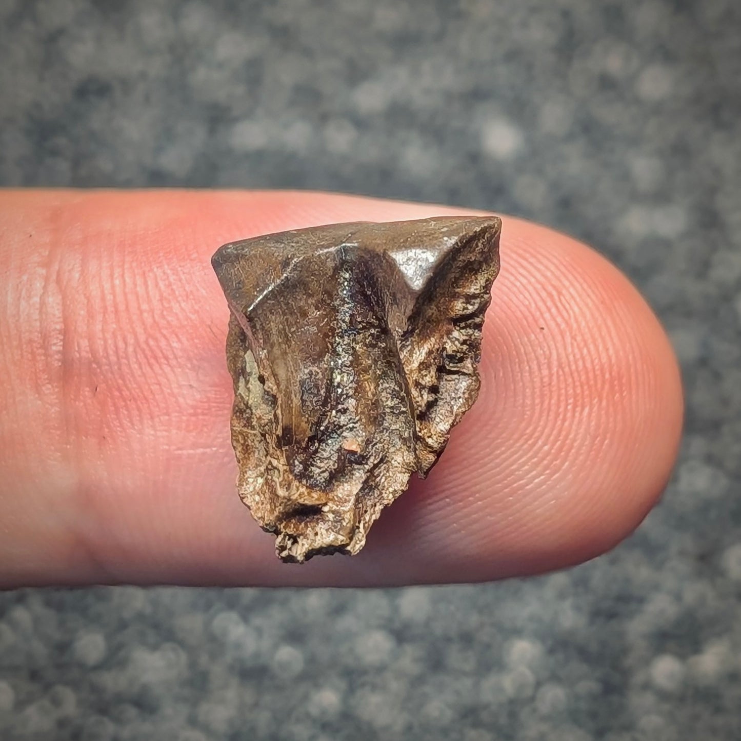 F2798 | Dinosauro | Triceratops sp.