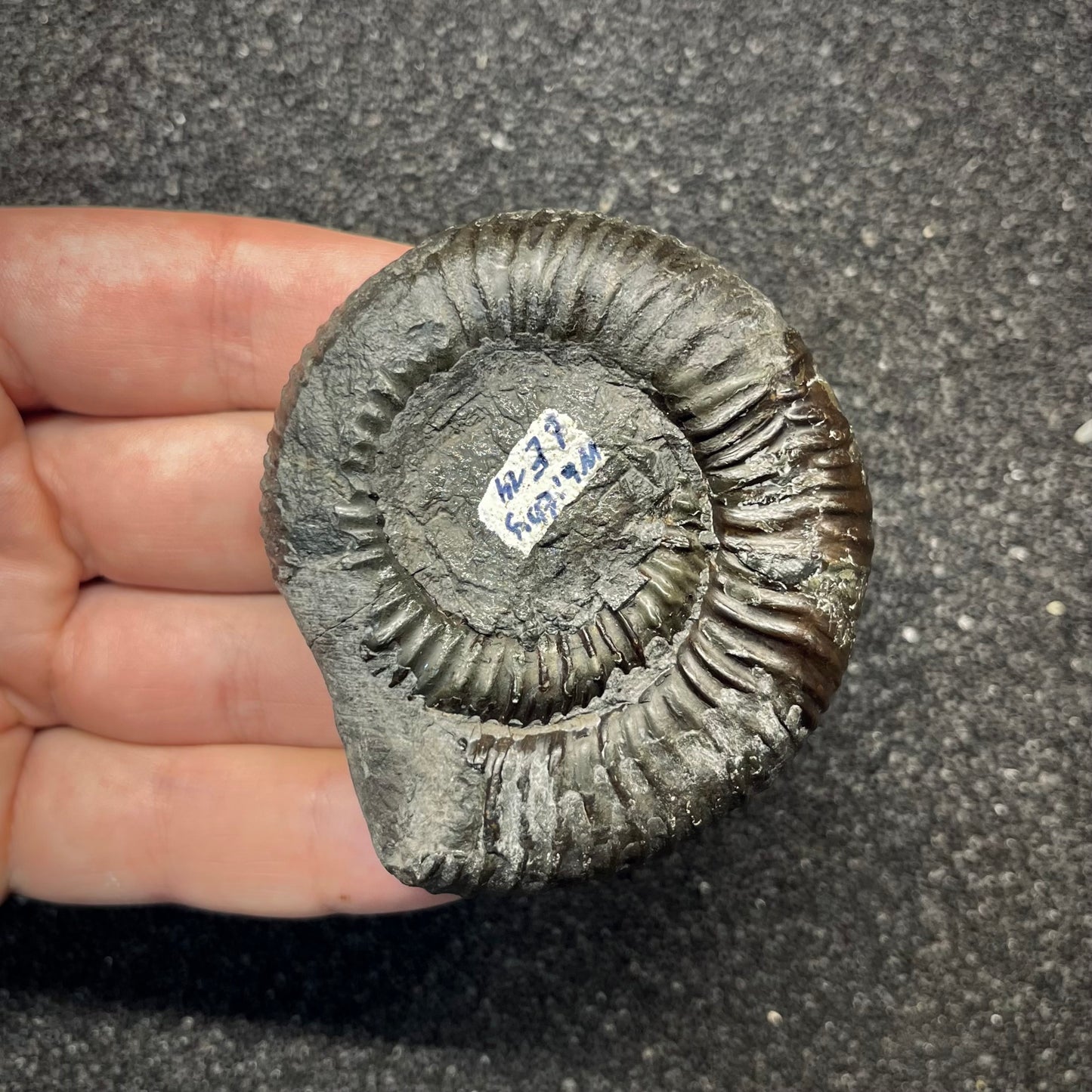F2822 | Ammonite | Dactylioceratidae indet.