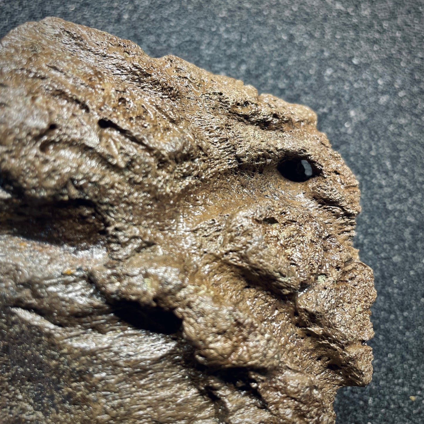 F2722 | Dinosauro | Triceratops sp.