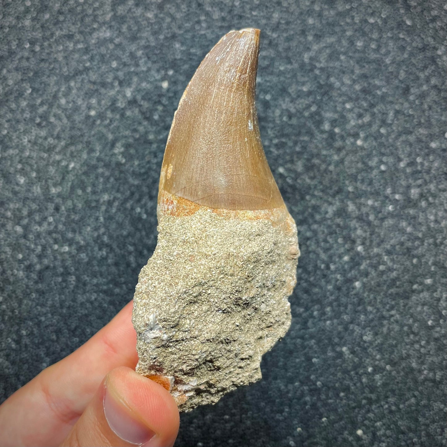 F2697 | Mosasauro | Mosasauridae indet.