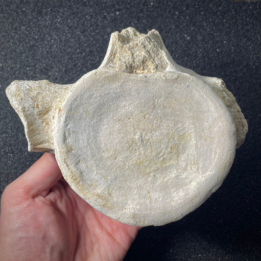 F1924 | Elasmosauro | Zarafasaura oceanis