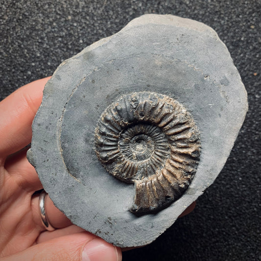 F825 | Ammonite | Peronoceras sp.